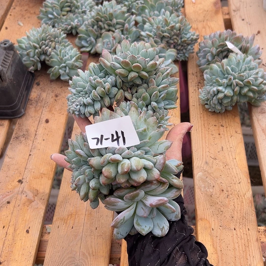 然***然76-41橙子缀组合2颗多肉寄养