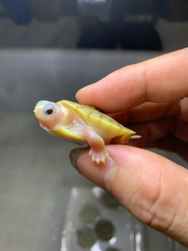 果冻巴西苗2只，全品随机发货（包风险包15天）