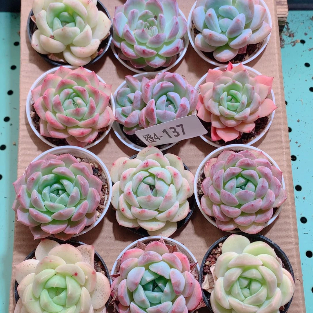 4-137一物一拍带盆18颗