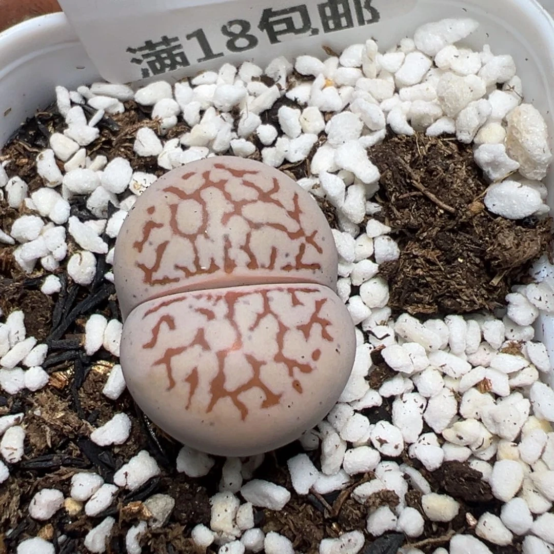 【闪购商品】 023。