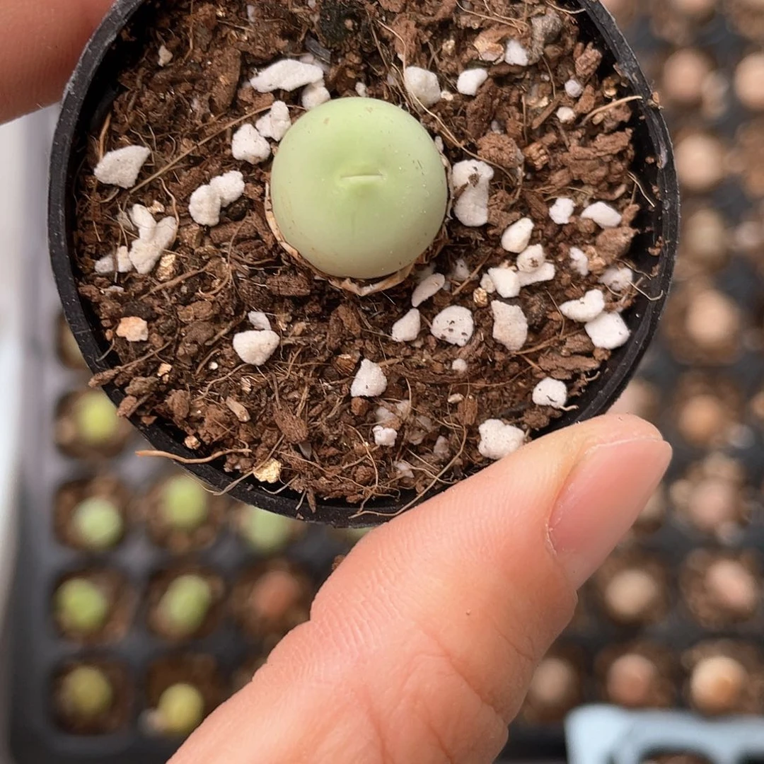 7918大棚清仓甩卖了1.4