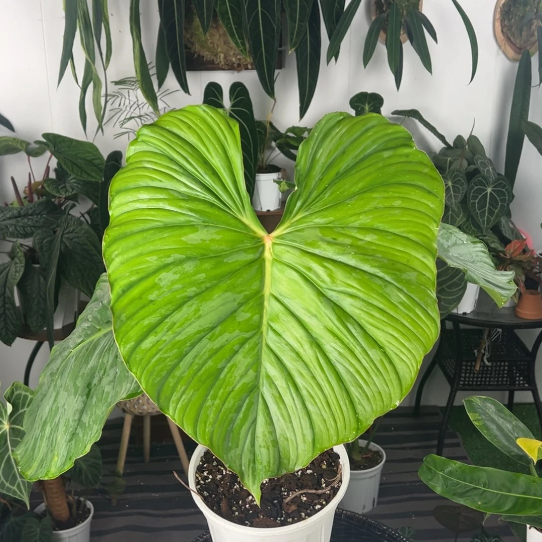 完全开放超美老桩银斑帕斯塔