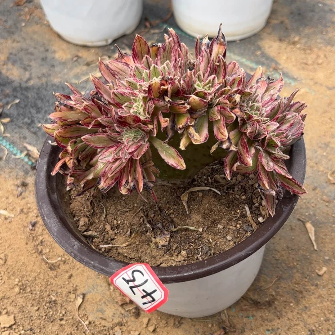 咔**响475多肉植物V锦锦缀化