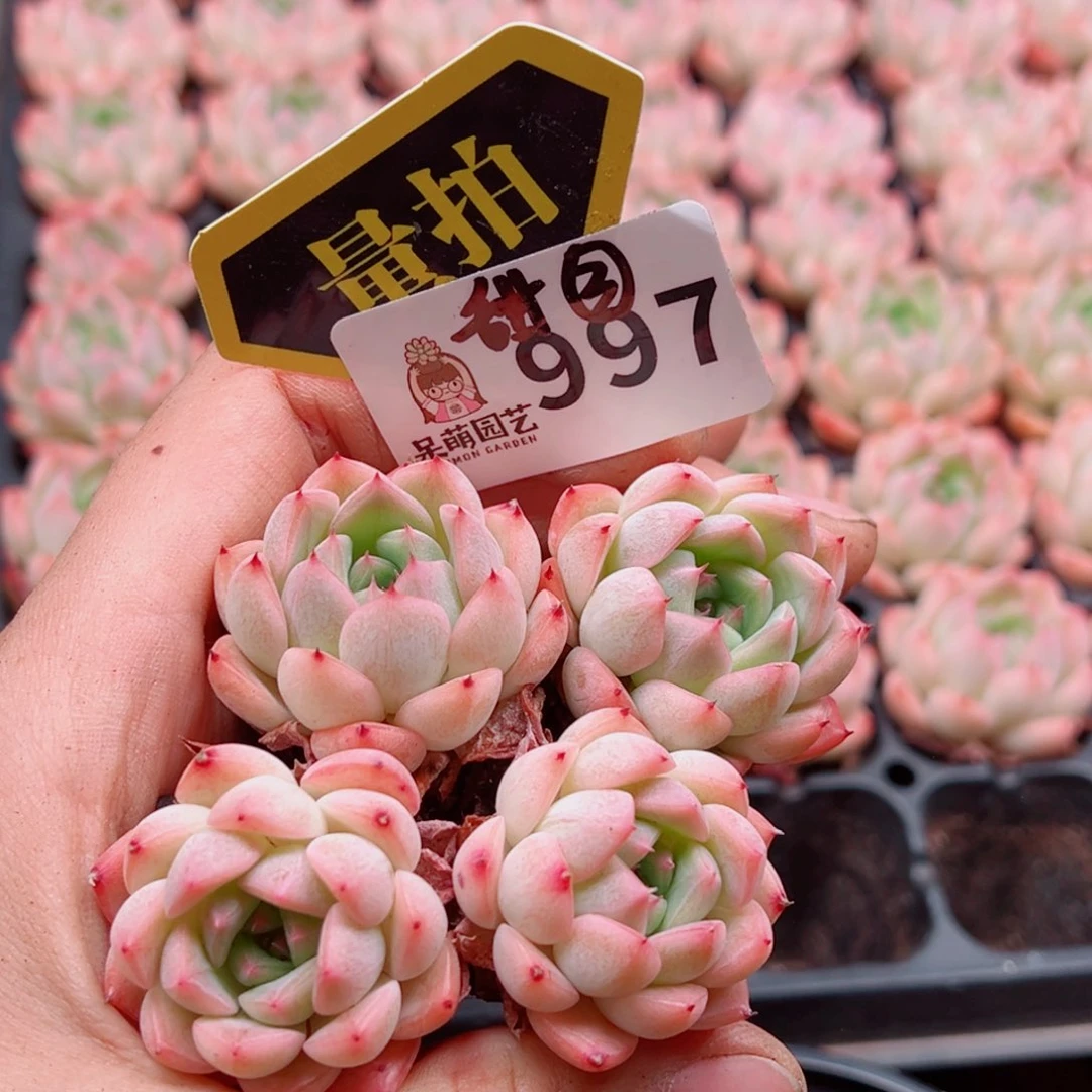 多肉植物多肉植物