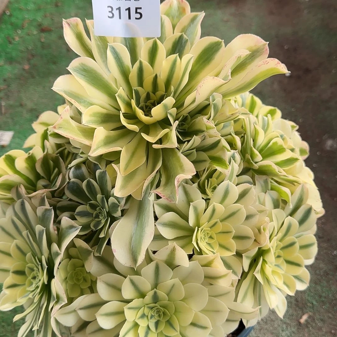 俪**妮多肉植物绿豆沙37棚3115
