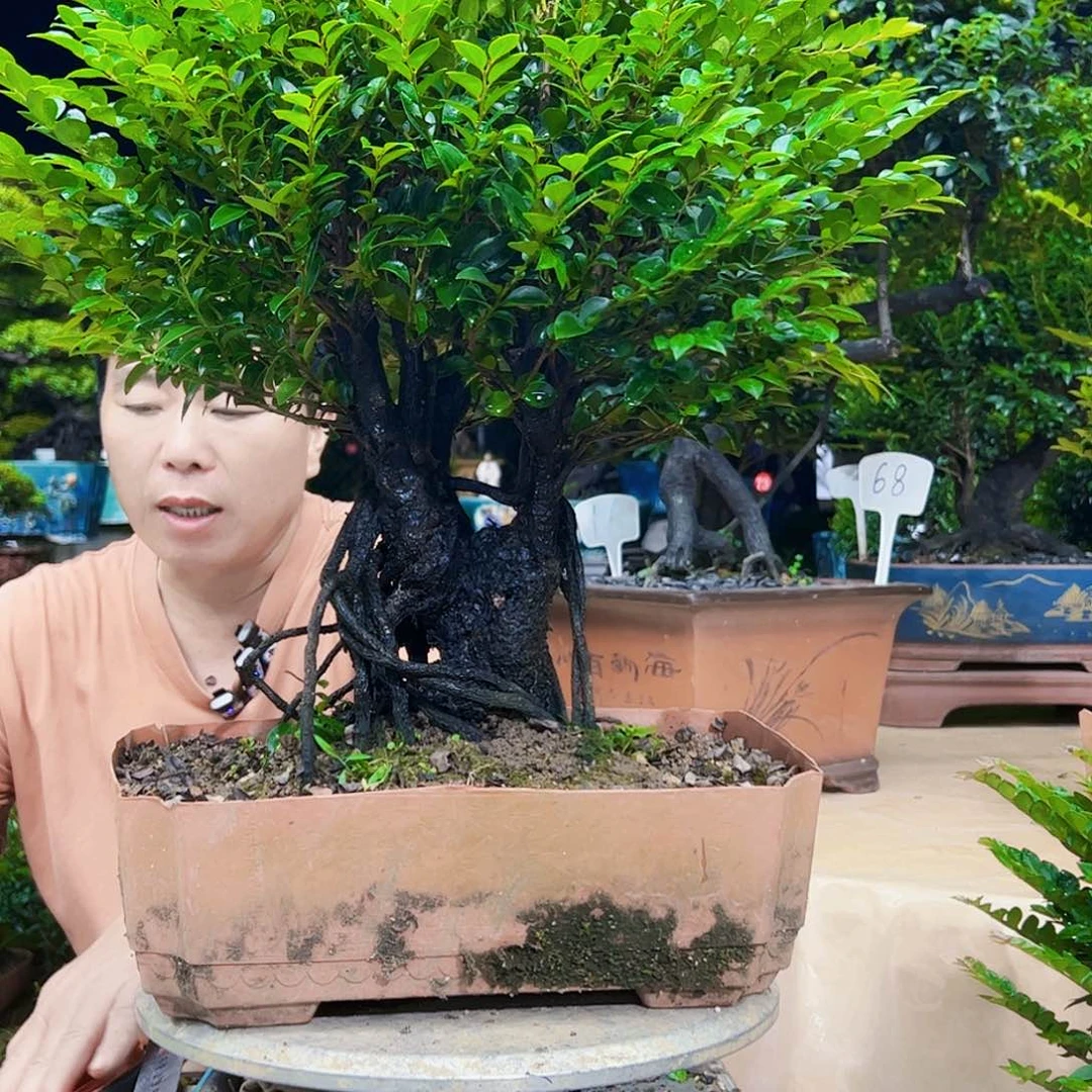 当前无花朵，栽培后可花朵成***圈