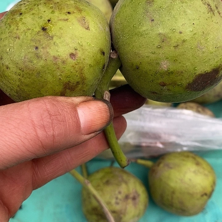 文玩核桃狮子头青皮