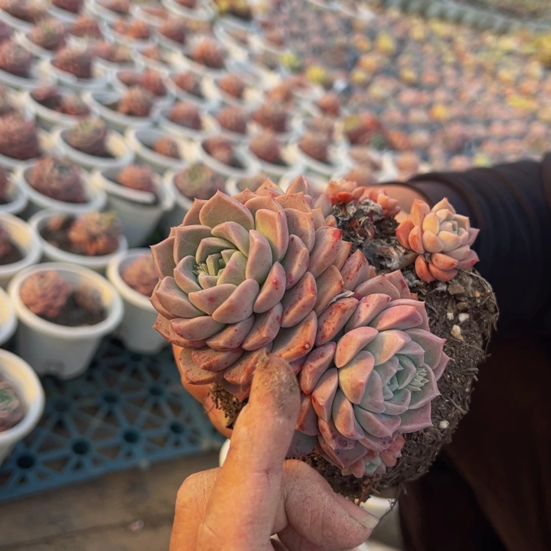 粉斑点双头起发一盆