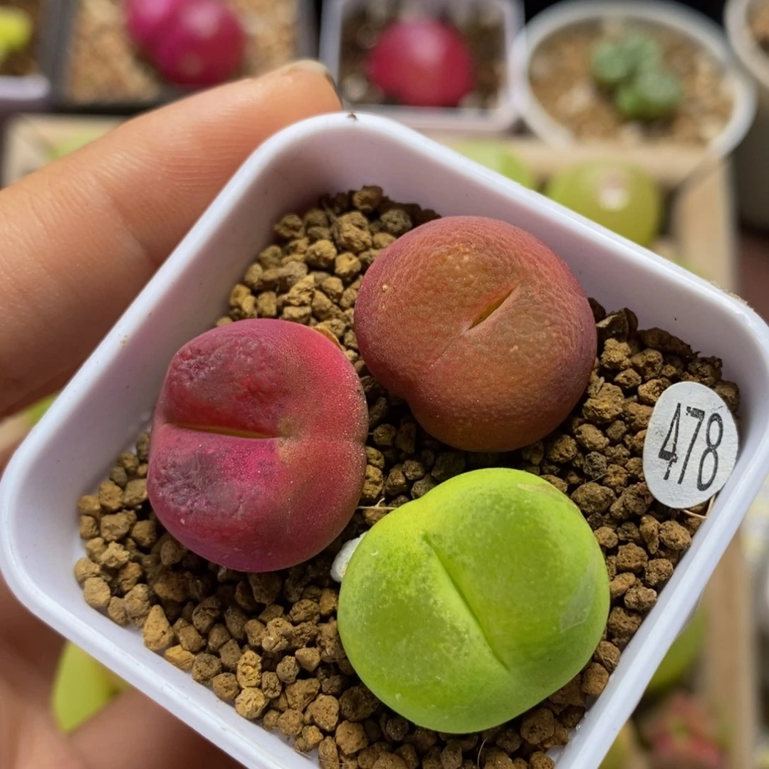 2-2.1cm多肉植物478