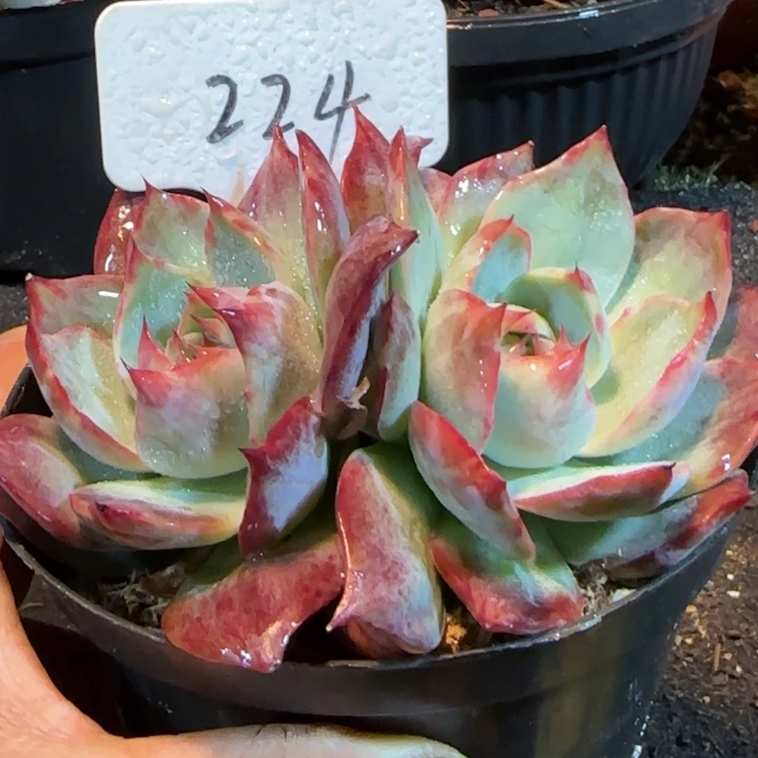 惊鸿一物一拍包装收缩花旱224