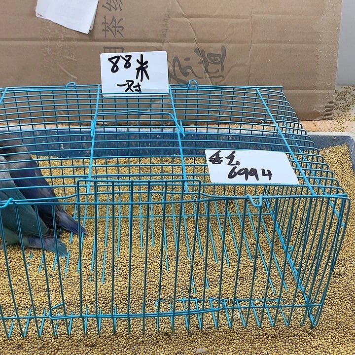 虎皮鹦鹉丢*牡丹一如