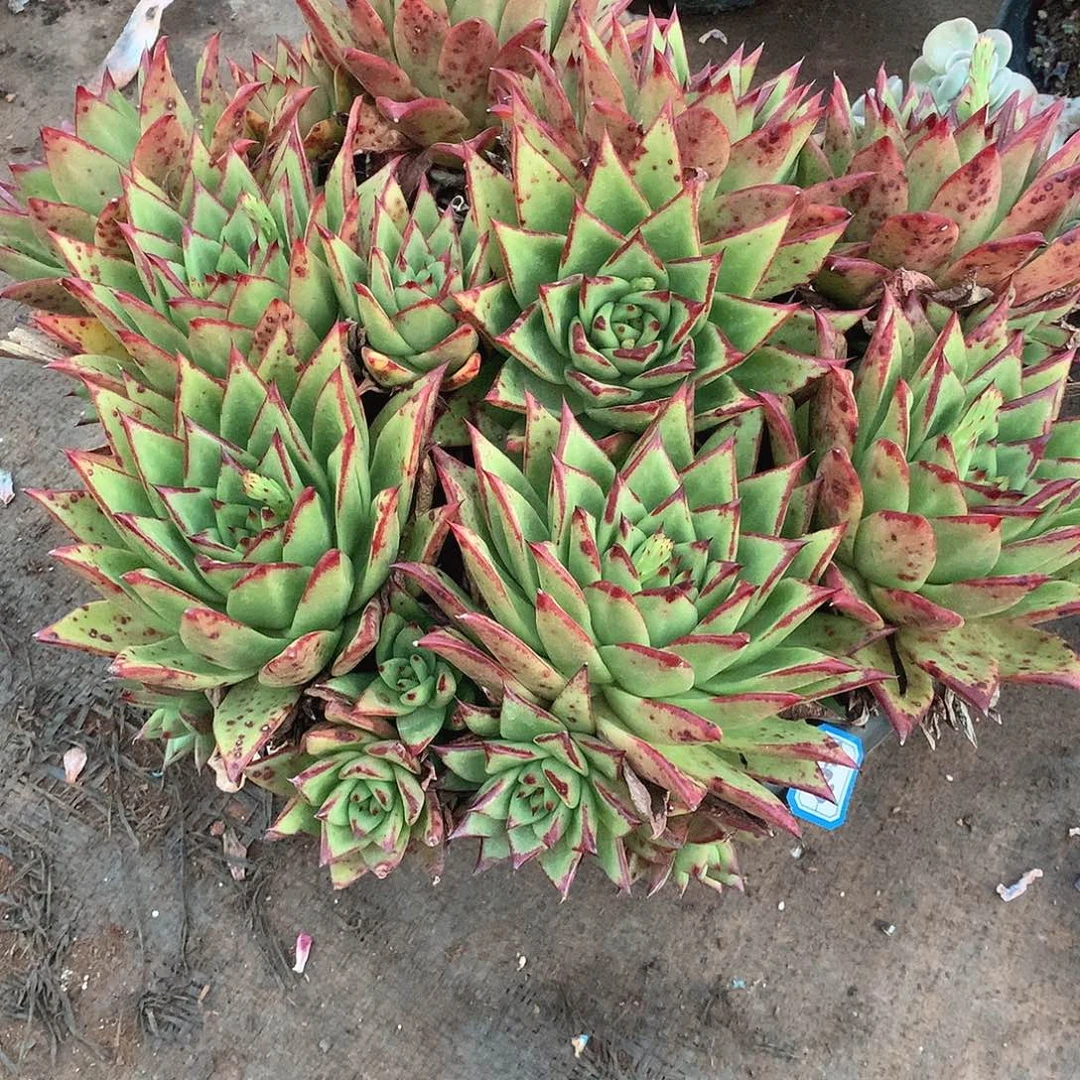 407口红 一物一拍多肉