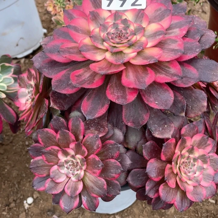 快**生992多肉植物烟花