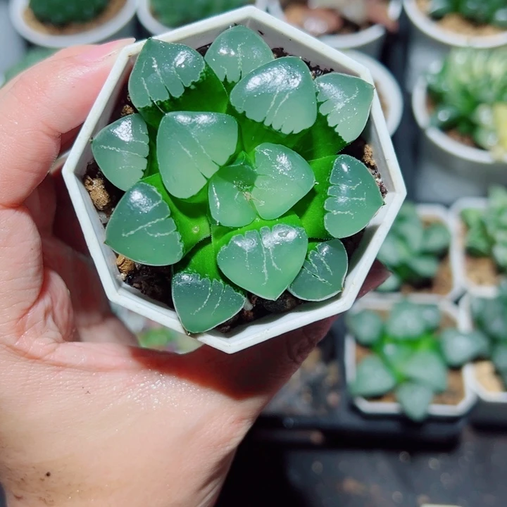 姬翠寿多肉植物阿阿