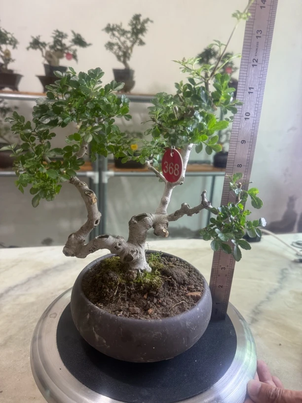 多种造型小盆景绿植适合室内外办公室阳台摆放