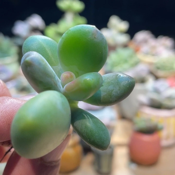 芒果奶锦叶插啊多肉啊啊