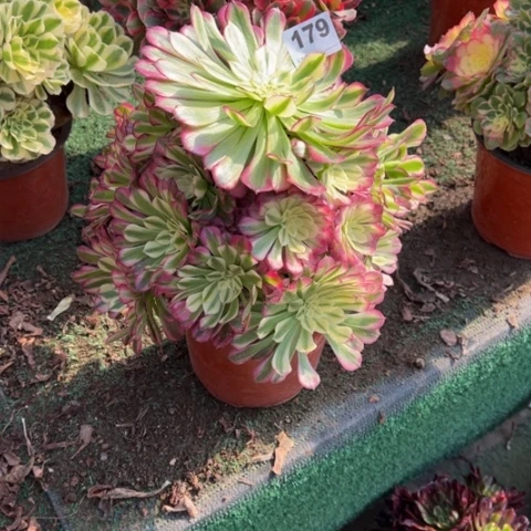 179仙铜锦手捧多肉，