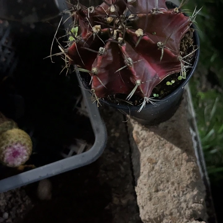 仙人球好好看好漂亮15