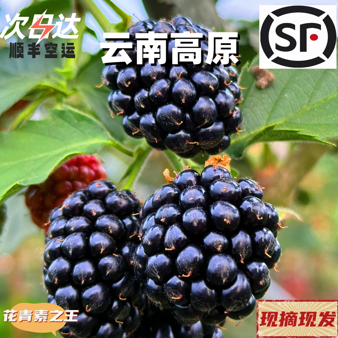 【云南高原】新鲜黑树莓 顺丰空运送货上门 莓好时光吃出健康黑科技