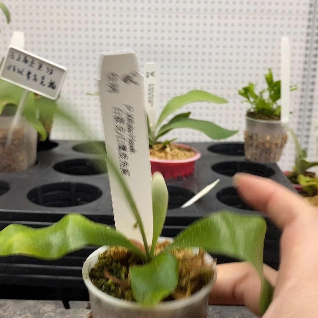 无花朵白霍克鹿角蕨