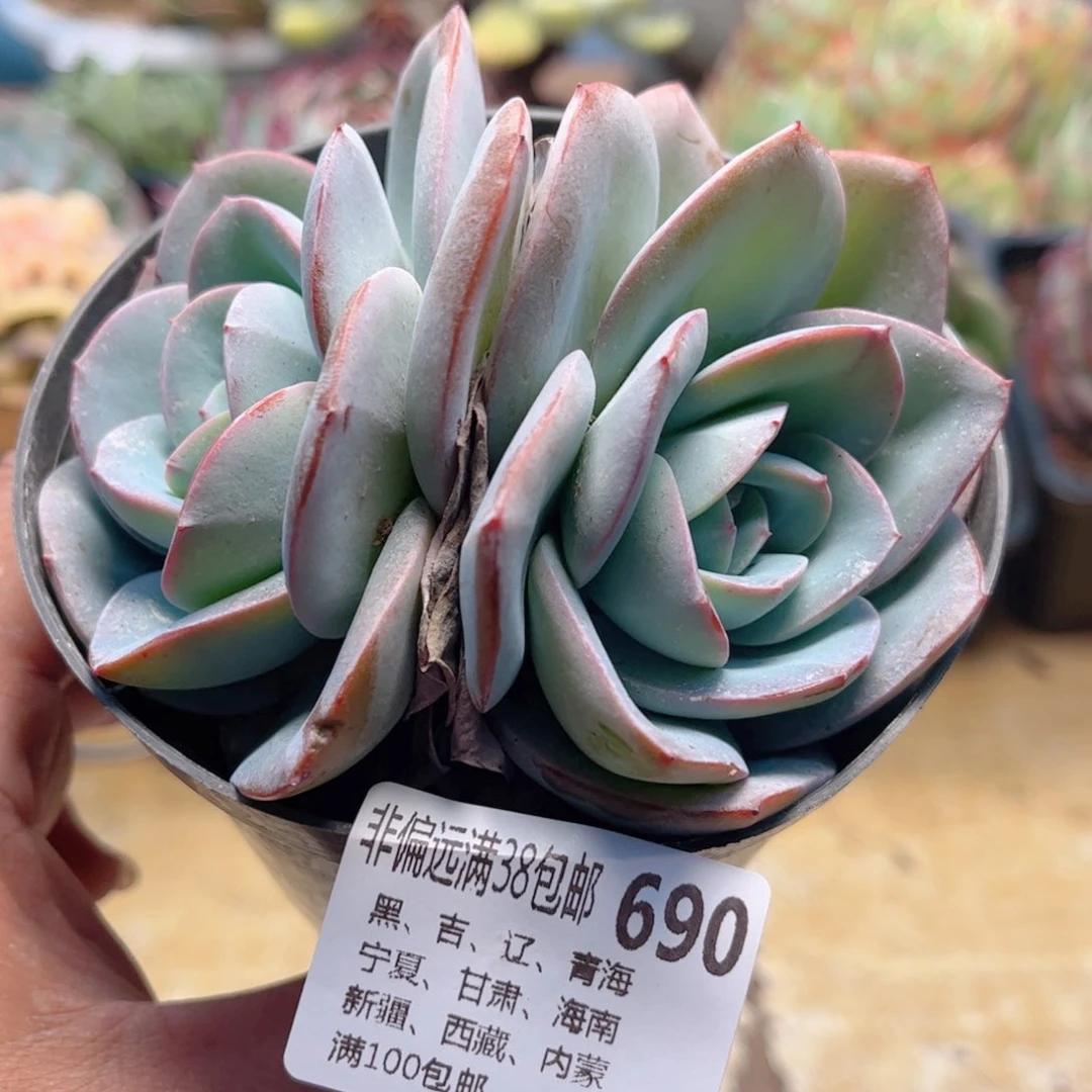 690布鲁蓝德华多肉