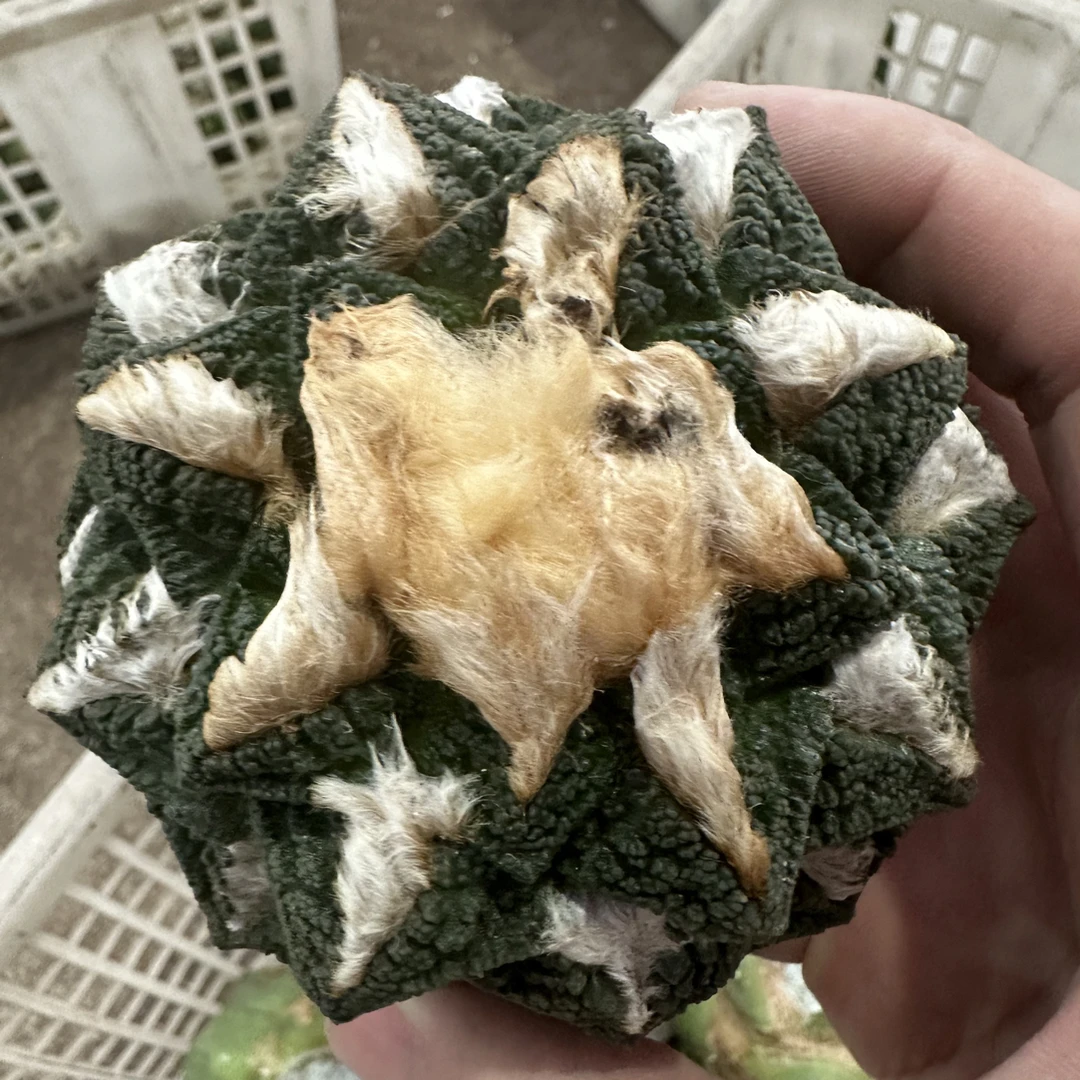 仙人球直播综合链接龟甲哥斯拉怒涛岩牡丹