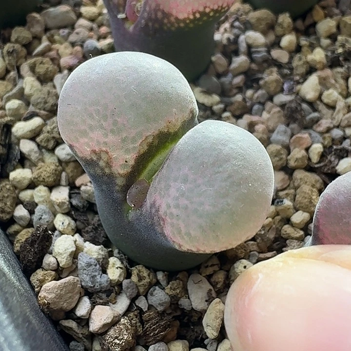 52号单头原株一物一拍2.1