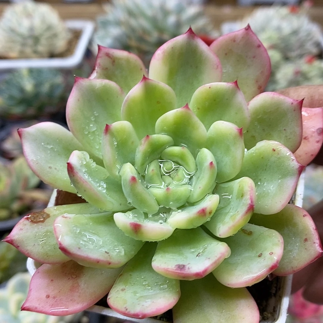 14108 三文鱼杂覆轮锦 需延时发货