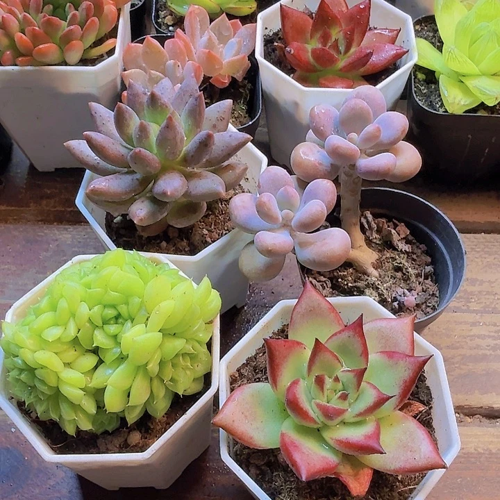 桃蛋双头 红蜻蜓 红乌木 麦秆群