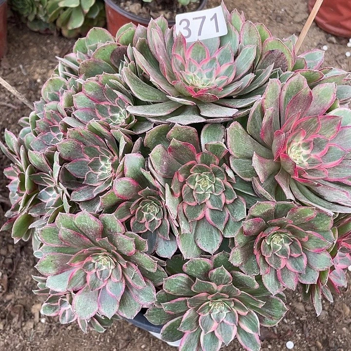 无花朵371莲花座对肉植物