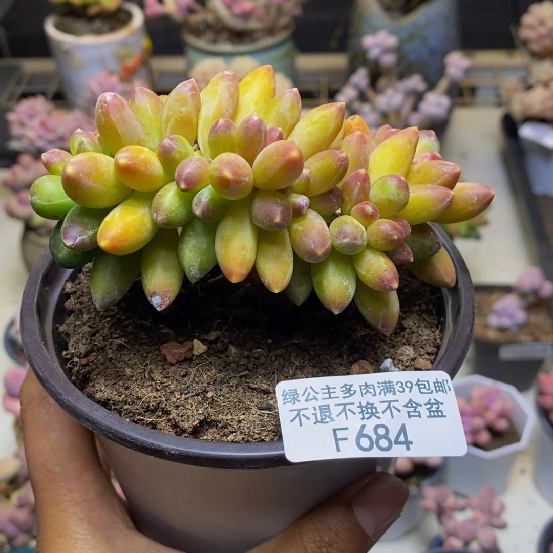 684香蕉树缀多肉7cm