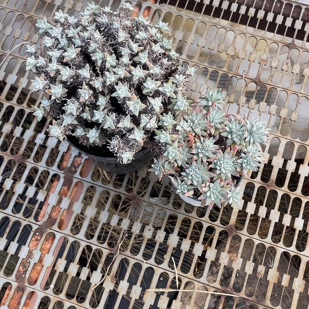 小***哥白菊大群砍头加控养老桩