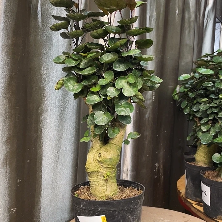 完全开放5555555555