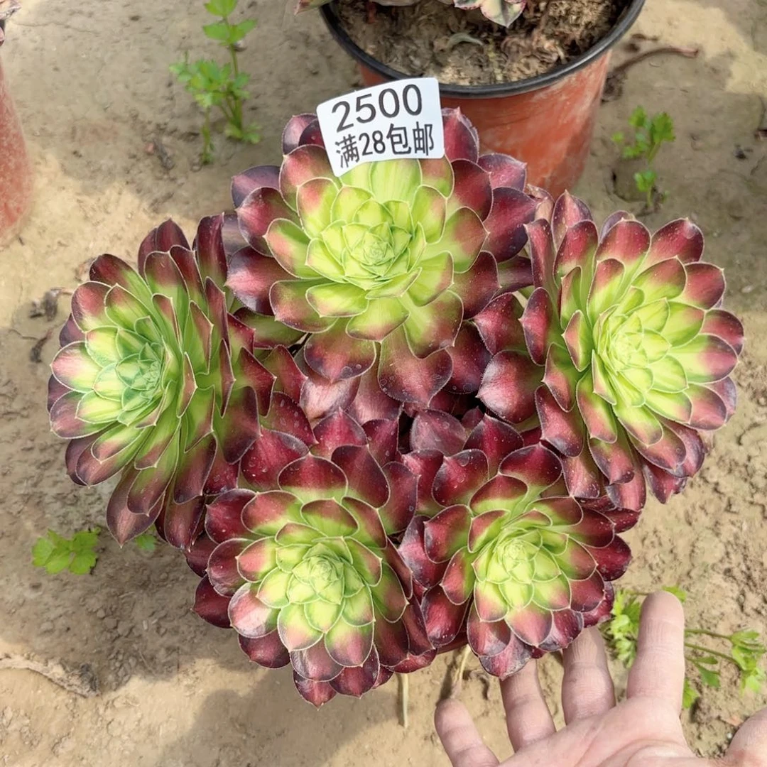 2500韶华多肉111111