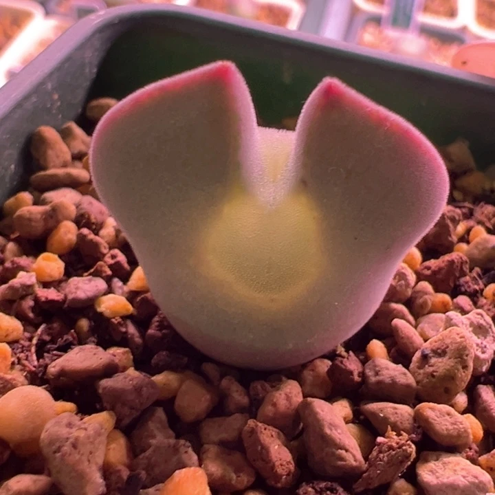 w199。青蛙3年大眼 爆双空蝉88折后价