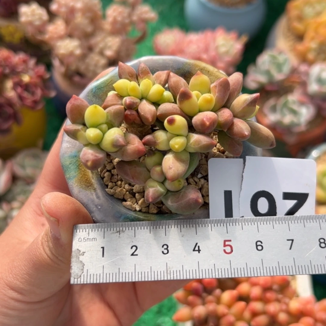 S****麻261多肉植物组合盆栽