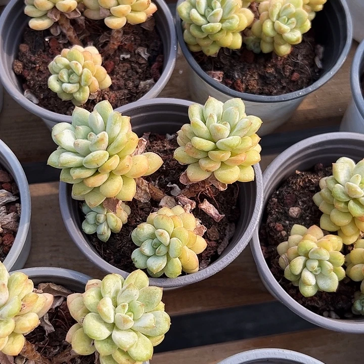 阳光玫瑰      福利多多