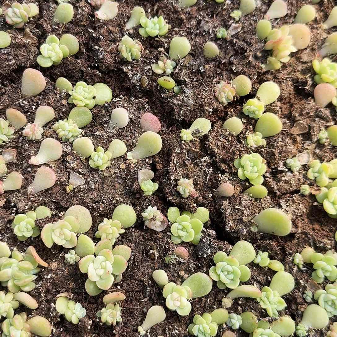 月混 合甜心芝麻一个满25包邮