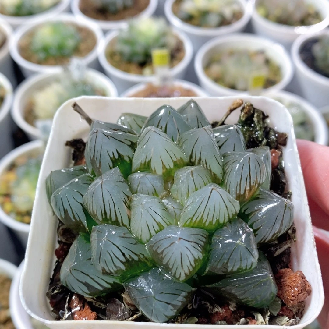 龙爪玉露多肉植物少锦多肉