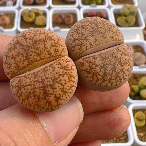 【闪购商品】25968