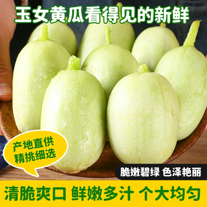 玉女黄瓜新鲜现摘顺丰包邮黄瓜同城送黄瓜同城配