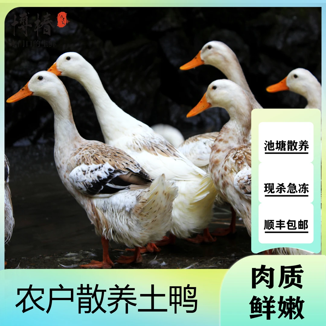 【三只装】仔鸭肉质鲜嫩净重共9斤净膛无舌单只毛重5斤净重3斤