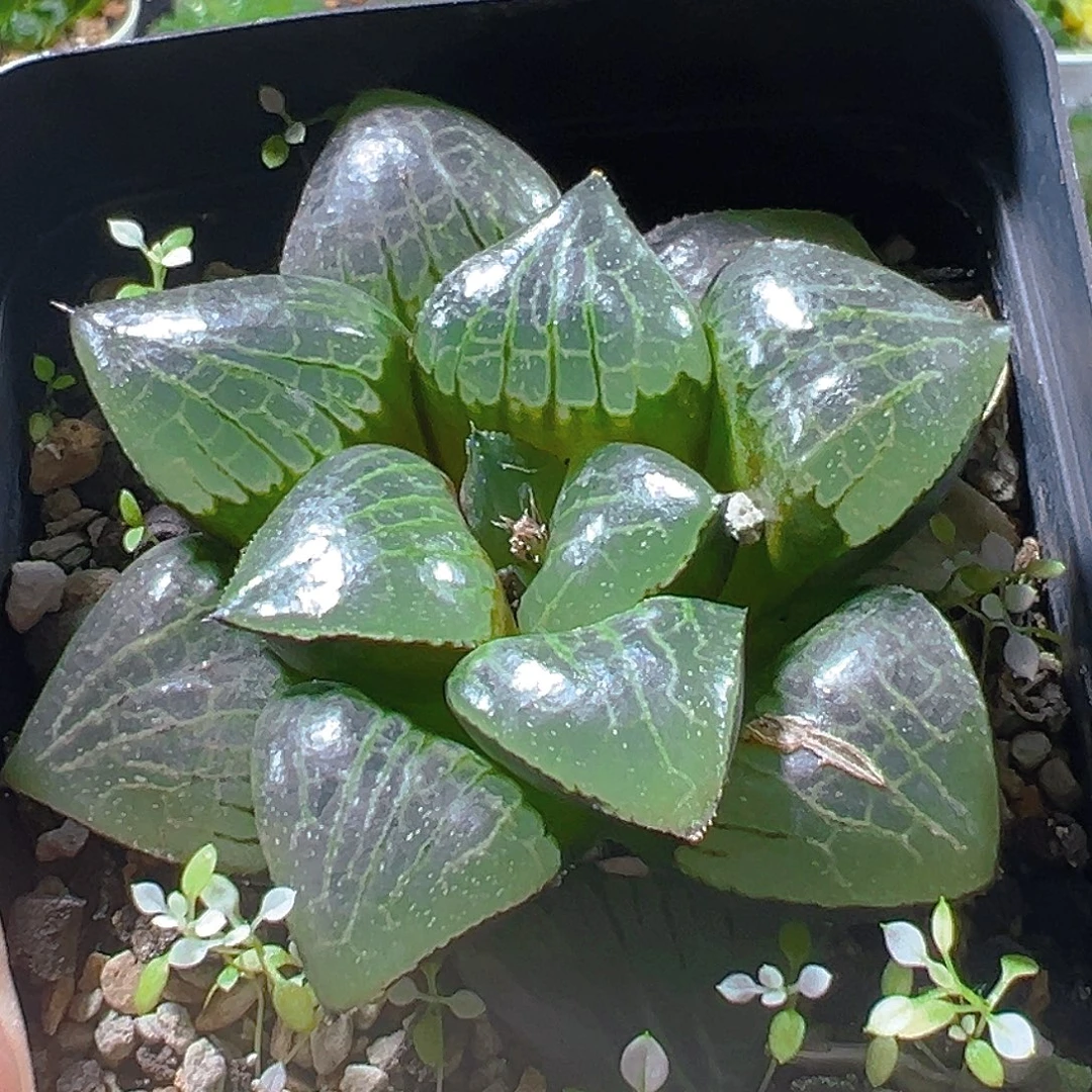 万象盆日月潭母本