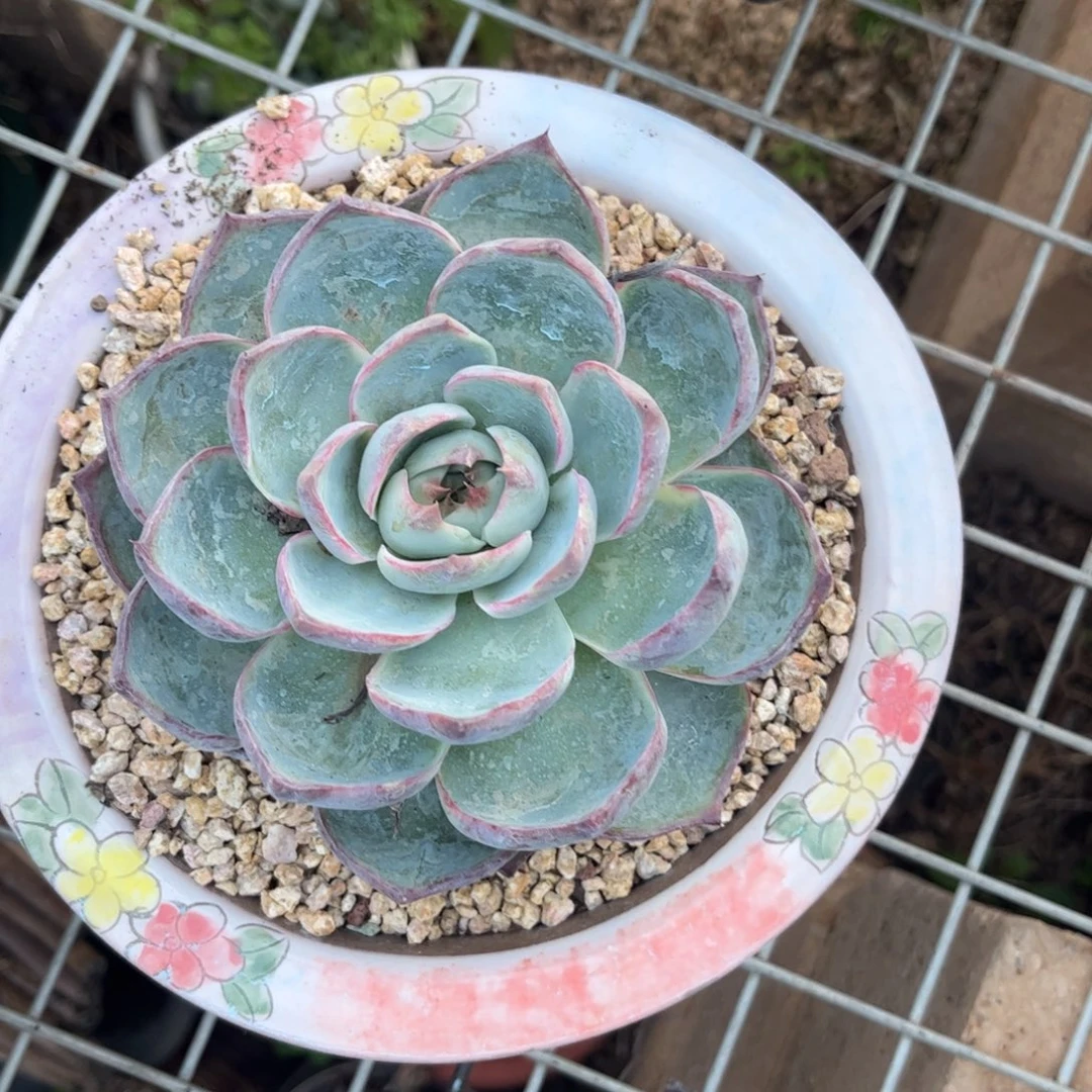 新疆西藏内蒙不包邮，惊鸿