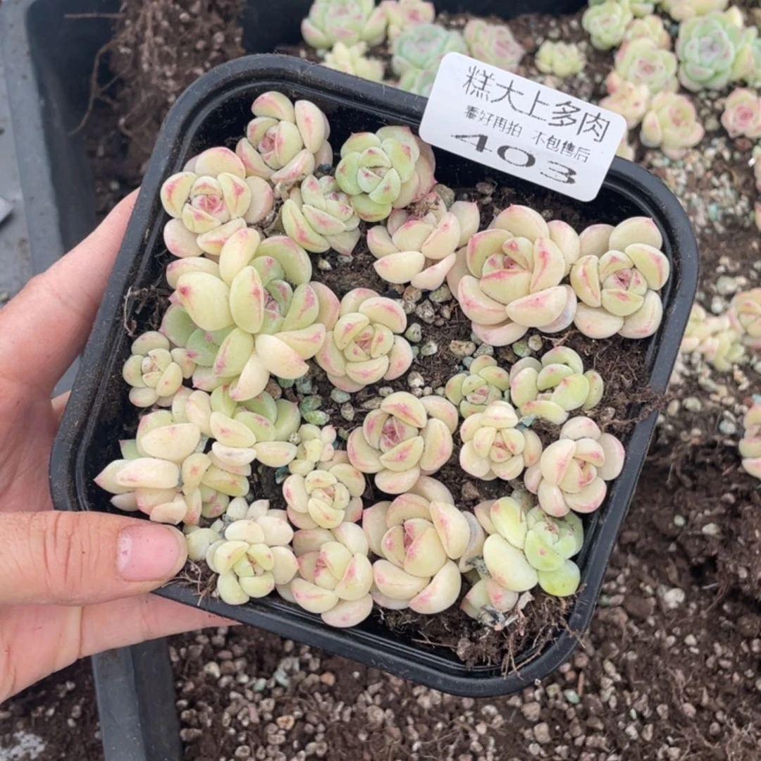 糕大上多肉植物403