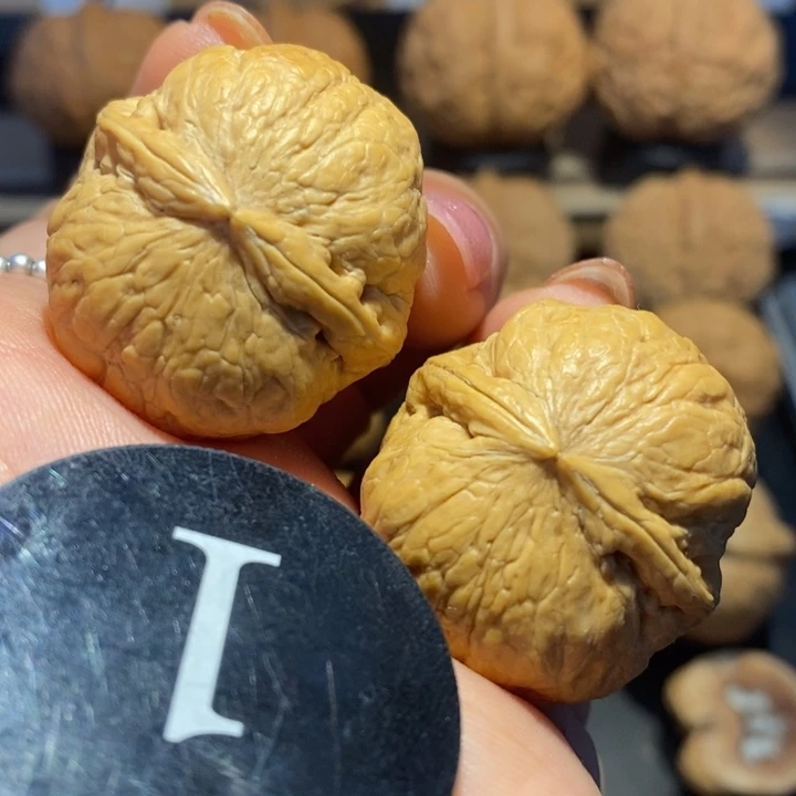 核桃福瓜核桃尺寸33