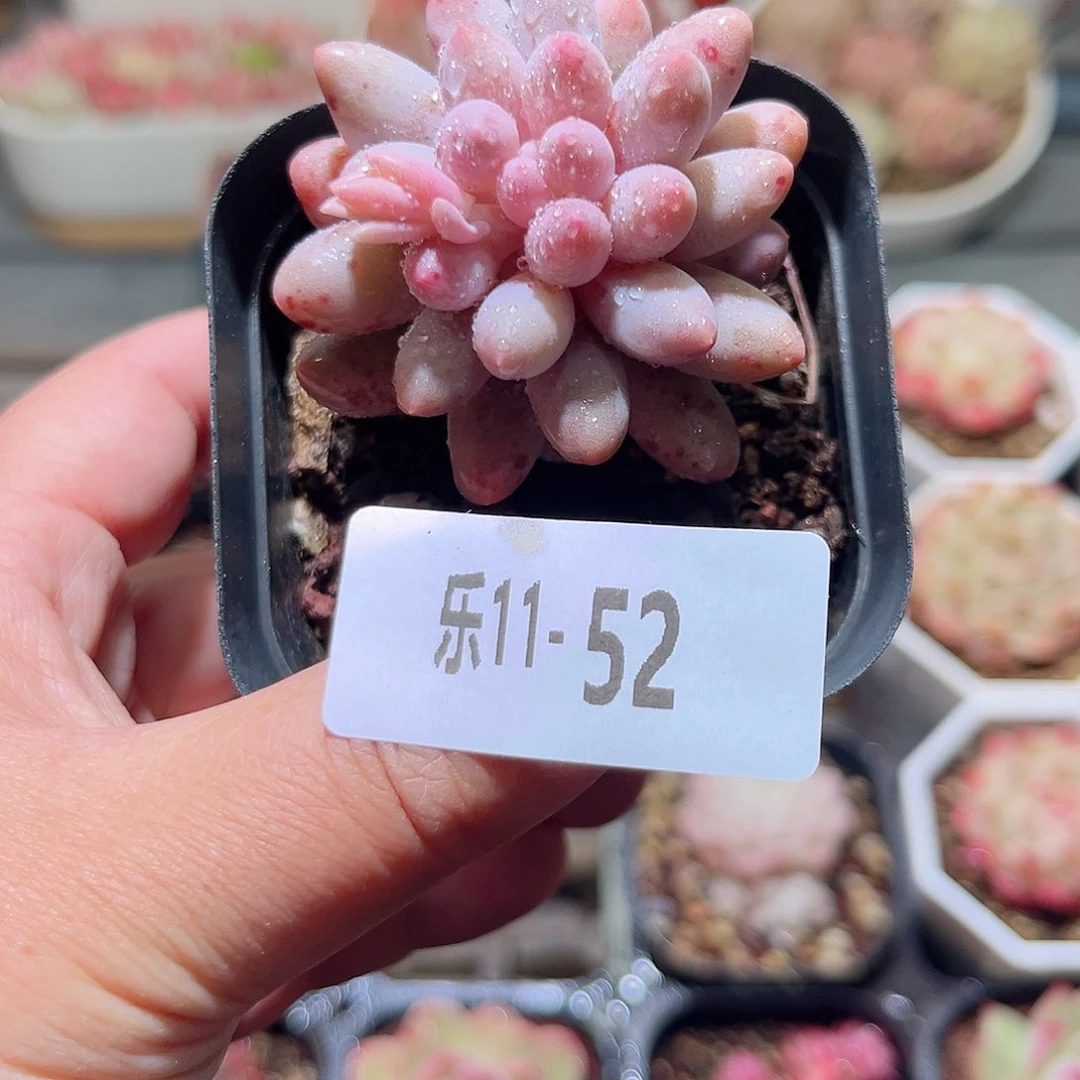 乐11-52 婴儿手指