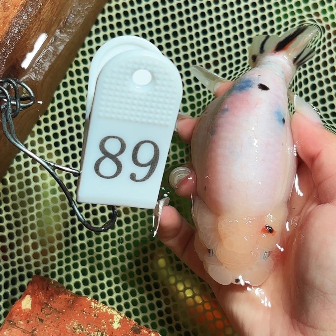 金鱼拍包装包邮，不拍包装顺丰到付