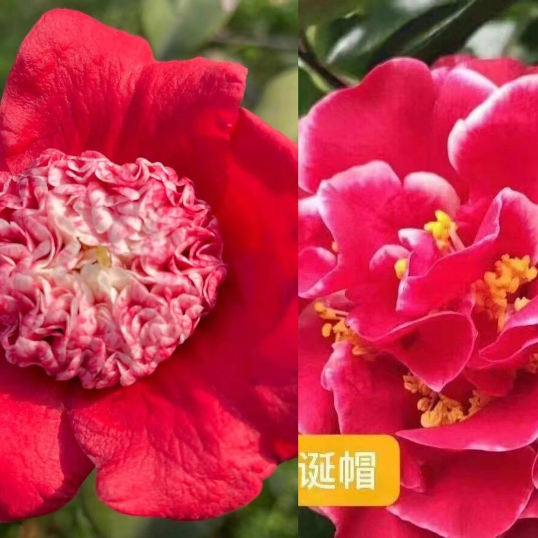 熊谷圣诞帽稀有名贵品种大花茶花盆栽地栽好养易活