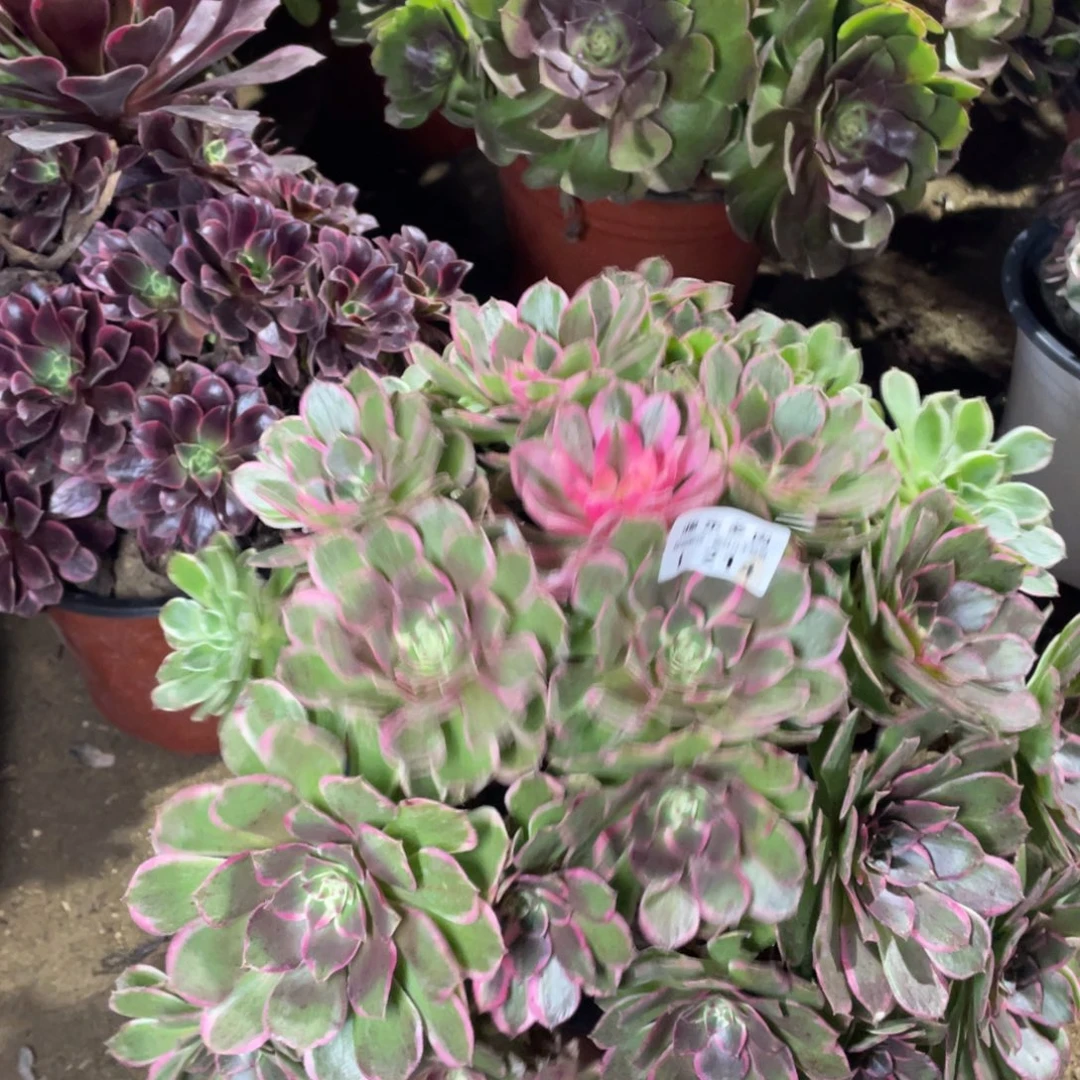 214万紫多肉法师断枝不包